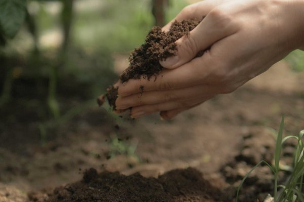 <p>Startup canadiense fundada por un chileno probará su biofertilizante de cáscaras de legumbres en Chile</p>