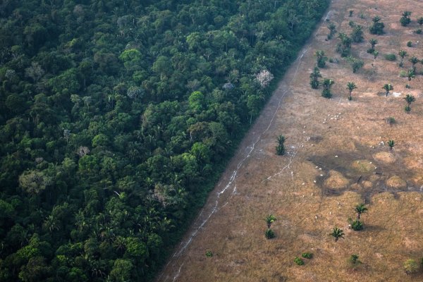 <p>Poner fin al proceso de deforestación costaría al menos US$ 130 mil millones al año</p>