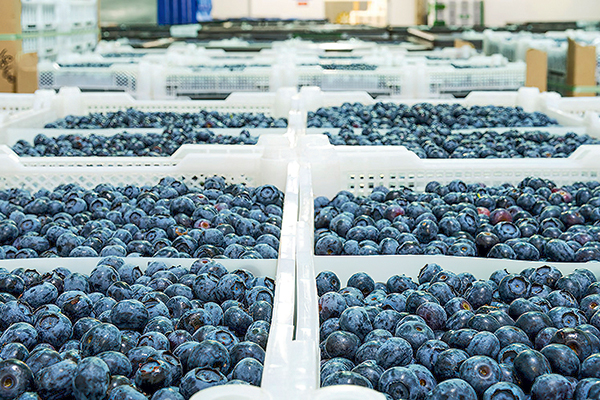 <p>Fondo de pensiones canadiense lanzó OPA por Hortifrut, que podría sellar su salida de la bolsa local</p>