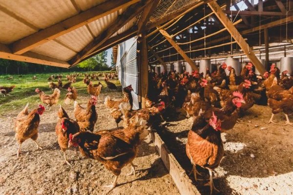 Ecoterra y F4F se unen y lanzan huevos de gallinas alimentadas por larvas de mosca