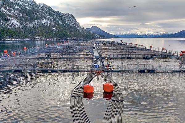 Salmoneras en alerta por proyecto de ley que podría eliminar el 60% de las concesiones del sector