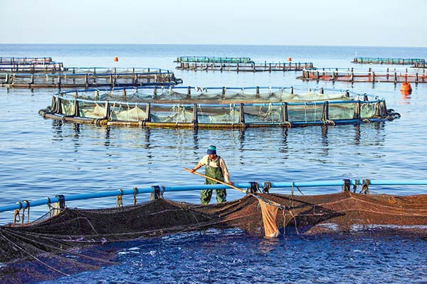 <p>Un total de 129 gremios empresariales apoyan a industria salmonera y firman carta contra proyecto de áreas protegidas</p>