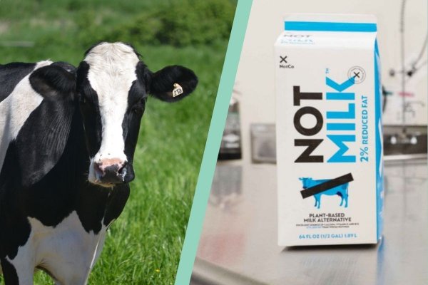 NotCo responde a sentencia judicial: "NotMilk seguirá disponible en puntos de venta de todo el país"