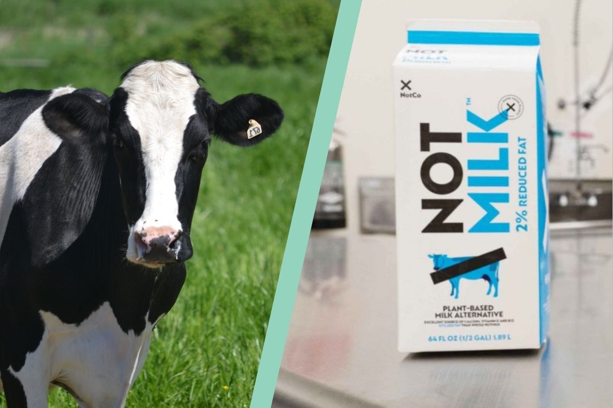 <p>¿NotGuilty o NotLoyal? El debate que se armó en redes tras fallo que prohíbe el uso de NotMilk</p>