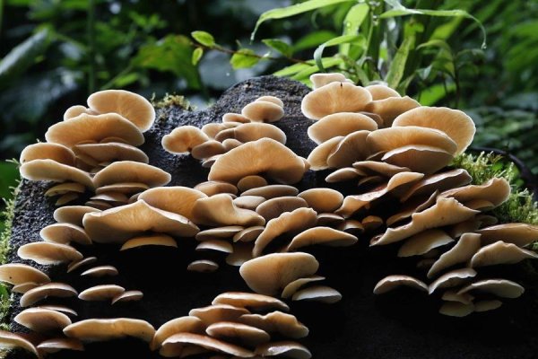 <p>Un estudio revela que los hongos capturan un tercio de las emisiones globales de CO2</p>