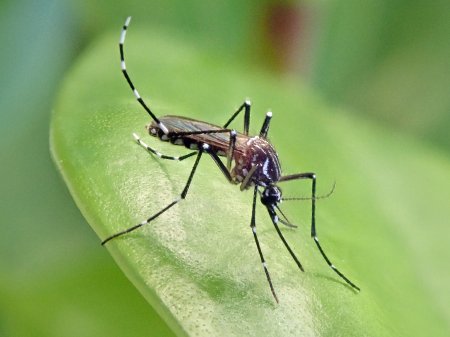 EEUU, Chile e Italia realizan consultas a Perú por brote de dengue y preocupación por seguridad de turistas