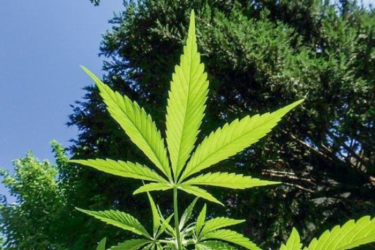 <p>Los problemas de Canopy Growth, la empresa símbolo de la industria cannábica</p>