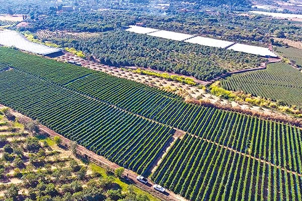 <p>Multinacional estadounidense afina detalles para adquirir exportadora chilena Giddings Fruit</p>
