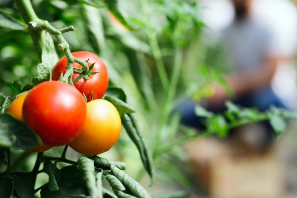 INIA lanza plataforma con inteligencia artificial que predice la sequía agrícola con tres meses de anticipación