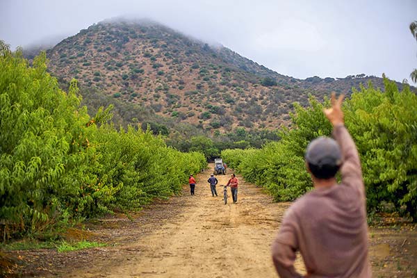 <p>Fondos extranjeros ponen los ojos sobre frutícolas chilenas por estabilidad a largo plazo del sector</p>