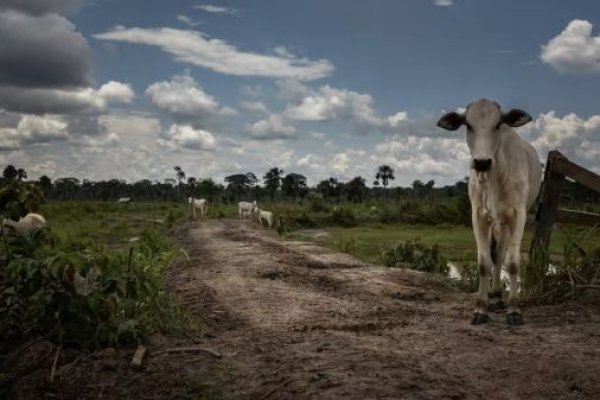 La pérdida de bosques tropicales aumentó un 10% en 2022