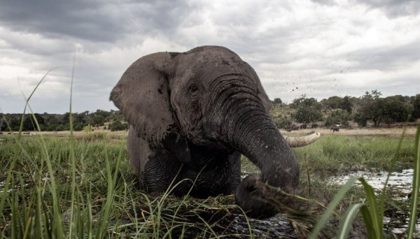 El cambio climático supera a la caza furtiva como gran amenaza de la vida salvaje en Kenia