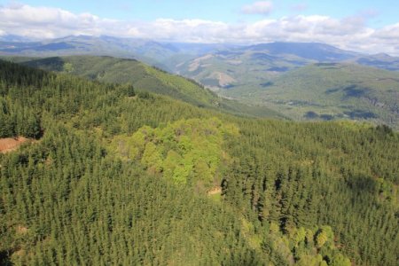 Aumento de la demanda y bajos inventarios beneficiarán a forestales de América Latina