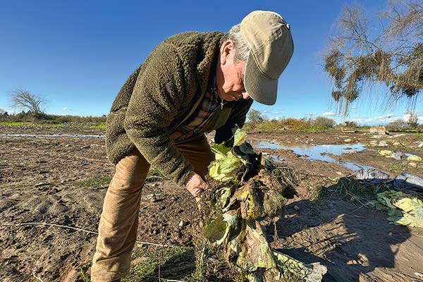 Inundaciones dejan pérdidas en torno a US$ 290 millones en el sector agrícola
