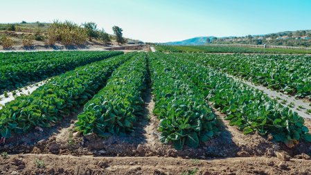 Exportaciones agrícolas de Perú podrían superar a las de Chile, ¿en cuánto tiempo?