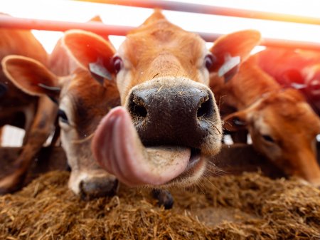 Argentina fue el único país del Mercosur que incrementó la exportación de carne vacuna: ¿qué pasó con el precio en dólares?