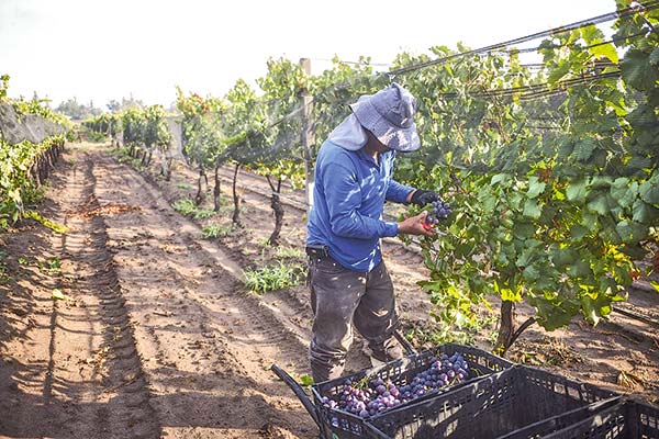 Exportaciones de vinos embotellados terminan el semestre con una caída superior a 20%