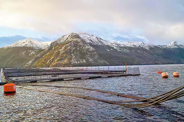 <p>Tribunal prorroga reorganización de Nova Austral debido a la magnitud y carga de trabajo de la causa</p>