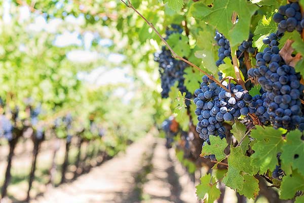 <p>Viñas apuntan a seguir impulsando el mercado brasileño ante buen desempeño del segmento premium</p>