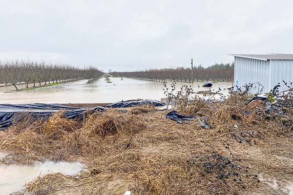 <p>Productor de arándanos afectado: “Esta lluvia es mucho peor que la de junio”</p>