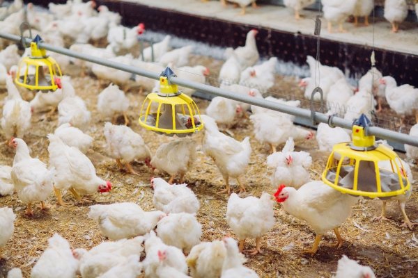 Ministerio de Agricultura informa que Chile ya está libre del virus de la gripe aviar en aves de corral