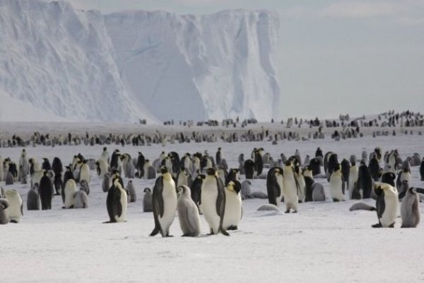 Los polluelos de los pingüinos no sobreviven al masivo deshielo de la Antártida que sube el riesgo de una extinción de la especie emperador