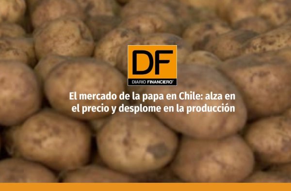 <p>El negocio de la papa en Chile: más de 24 mil agricultores y una drástica caída en la producción</p>