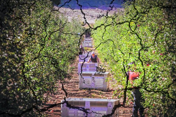 Hermanos Del Curto disputan herencia de su padre, fundador de la frutícola