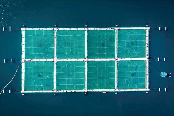 Salmonera instalará cercos eléctricos en balsas jaulas en el mar para evitar robos