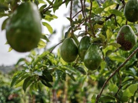 Perú: agroexportaciones de 2024 estarían en riesgo por el impacto de El Niño