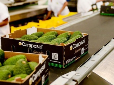 Agrícola peruana Camposol entró en proceso de reestructuración interna, que incluye despidos