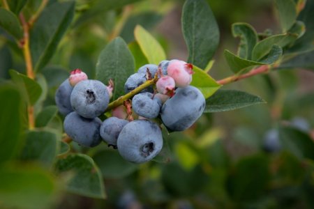Arándanos argentinos sacan ventaja en EEUU ante caída de productividad en Perú