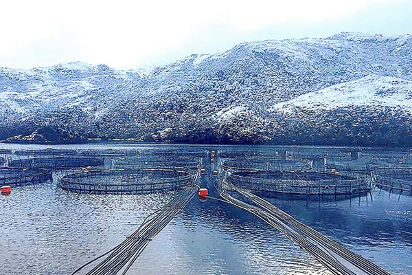 <p>Oficio del Gobierno elimina concesiones salmoneras sin plan de manejo en áreas protegidas</p>