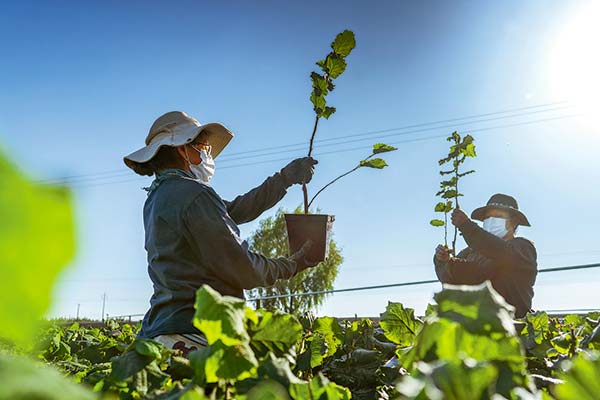 <p>Ferrero sube apuesta por avellana chilena con una segunda planta en 2024 y completará inversiones por US$ 330 millones</p>