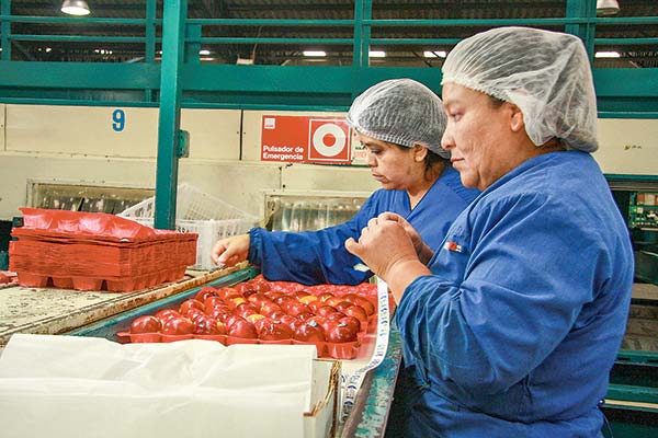 Agricultores activan agenda para hacer frente a escasez de mano de obra: faltan más de 100 mil trabajadores
