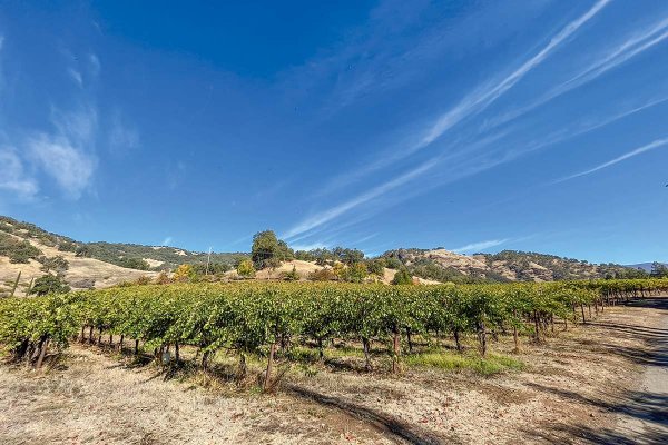 El evento chileno en California que atrajo a los más influyentes de la industria del vino en EEUU