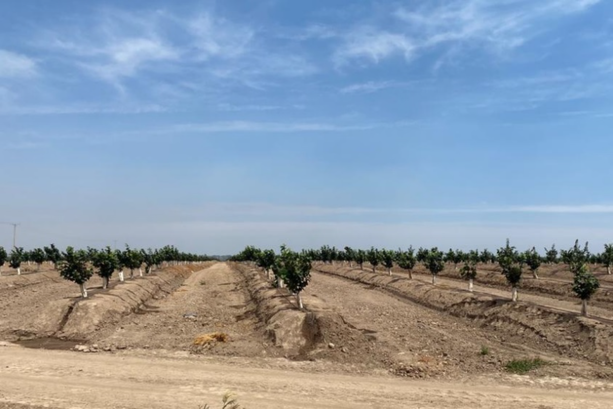 <p>Ontario Teachers compra nuevo campo de avellanas a fondo ligado a LarrainVial</p>