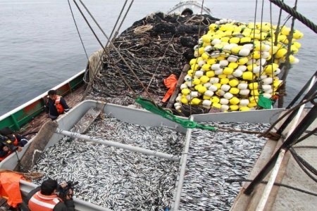 Crisis pesquera en Perú: captura de anchoveta en 2023 quedaría al menos un 60% por debajo de 2022