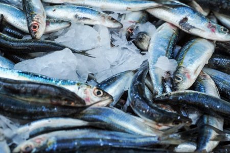 Pesca en Perú crecería a dos dígitos en 2024, pero por efecto "rebote"