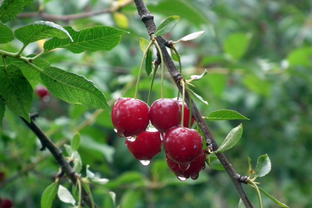 Las empresas que lideran la industria detrás del explosivo boom de las cerezas chilenas
