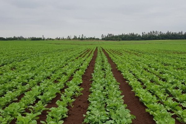 <p>Instacrops y Kilimo son parte de las 15 empresas que seleccionó ProChile para participar en la Cumbre del Clima, COP28.</p>