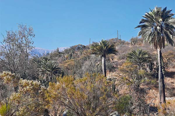 <p>Dueños de megaloteo Oasis La Campana demandan a vecinos que acusaron irregularidades</p>