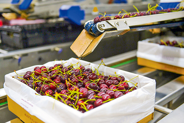 <p>Fedefruta ve merma de las cerezas tempranas por lluvias</p>