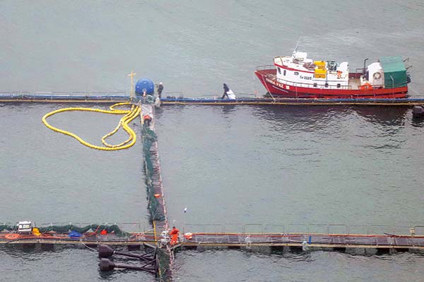 Gobierno autoriza primera relocalización de una salmonera en más de 10 años