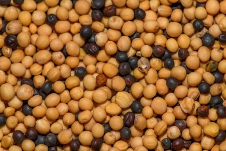 Cerealeras brasileñas 3tentos y Caramuru formarán una empresa conjunta de logística