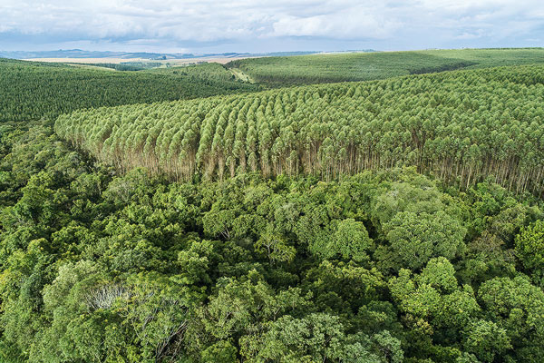 <p>Arauco acuerda venta de operaciones forestales en Paraná en Brasil en US$ 1.160 millones</p>