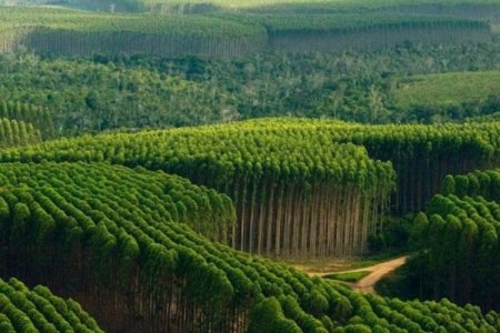 Brasileña Klabin adquiere los activos forestales de la chilena Arauco en Paraná por más de US$ 1.000 millones