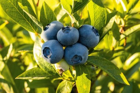 Grupo Gloria realiza su primera operación en Europa vía Gloria Agro Food