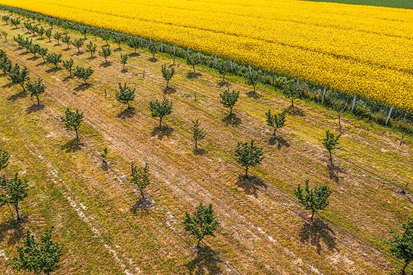 Compañía turca invertirá US$ 12,7 millones en planta de avellanas en Linares