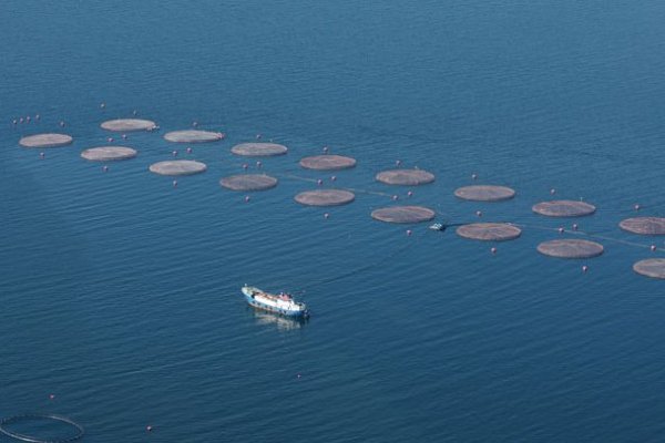 Blumar reporta masiva mortandad en un centro de salmones por "bloom" de algas en la Región de Aysén